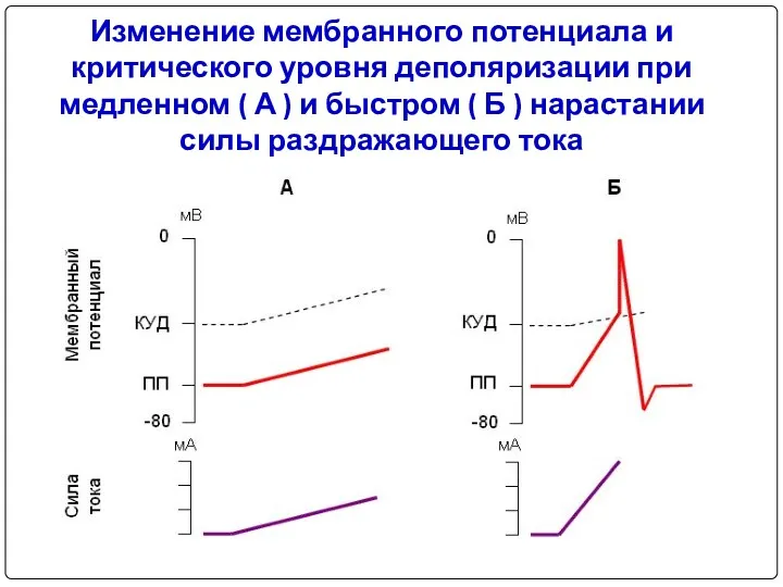 Изменение мембранного потенциала и критического уровня деполяризации при медленном (