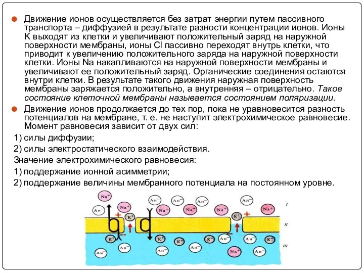 Движение ионов осуществляется без затрат энергии путем пассивного транспорта –