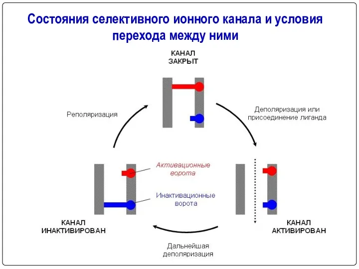 Состояния селективного ионного канала и условия перехода между ними