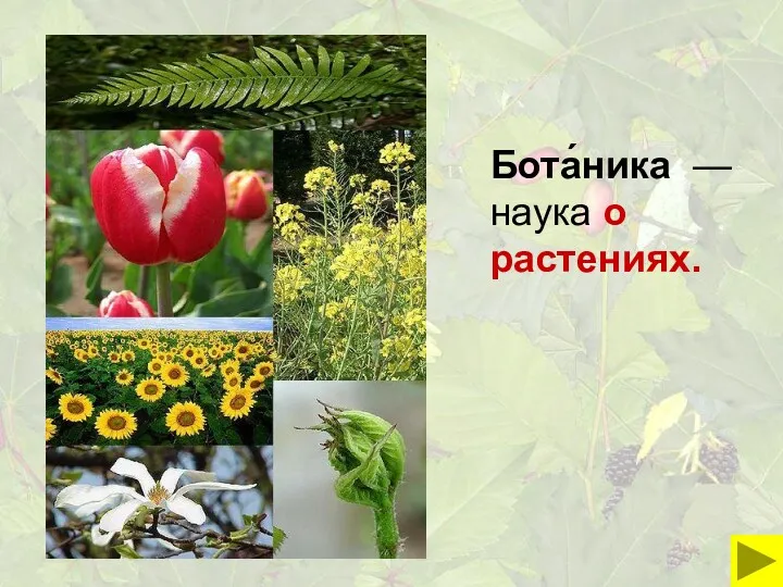 Бота́ника — наука о растениях.