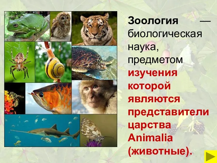 Зоология — биологическая наука, предметом изучения которой являются представители царства Animalia (животные).