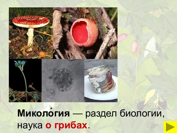 Миколо́гия — раздел биологии, наука о грибах.