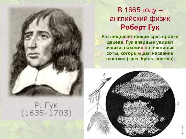 В 1665 году – английский физик Роберт Гук Разглядывая тонкий