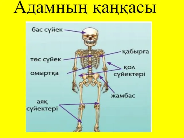 Адамның қаңқасы