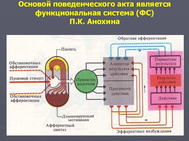 Основой поведенческого акта является функциональная система (ФС) П.К. Анохина