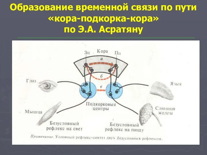 Образование временной связи по пути «кора-подкорка-кора» по Э.А. Асратяну