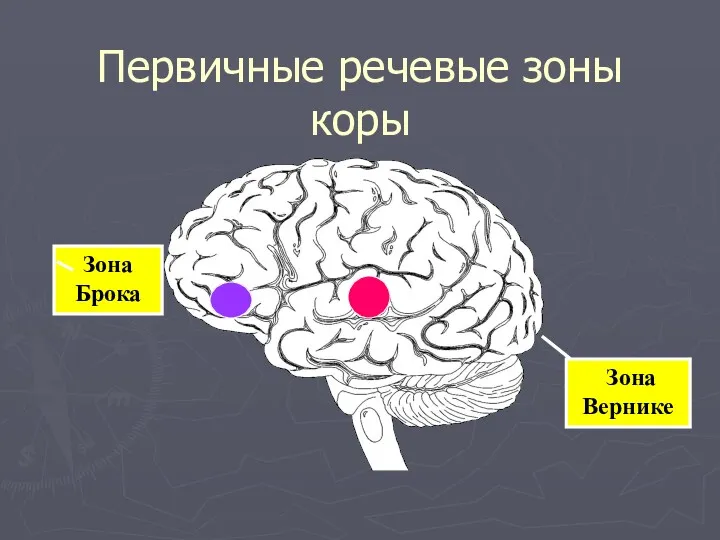 Первичные речевые зоны коры Зона Брока Зона Вернике