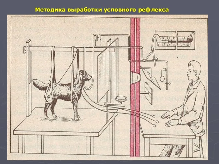 Методика выработки условного рефлекса