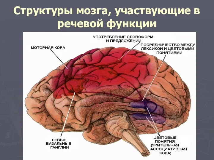 Структуры мозга, участвующие в речевой функции