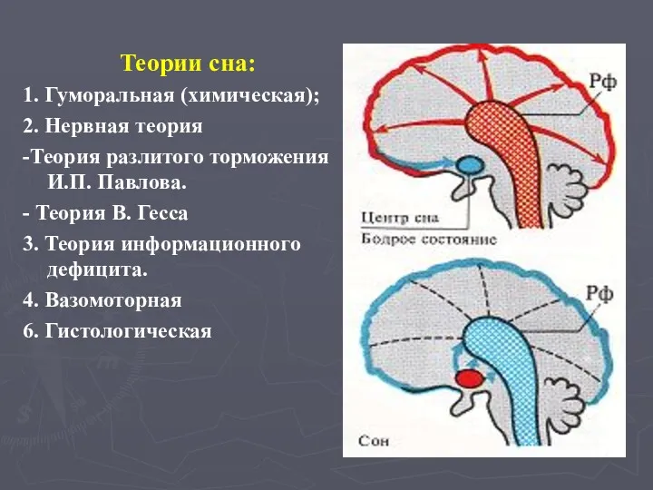 Теории сна: 1. Гуморальная (химическая); 2. Нервная теория -Теория разлитого