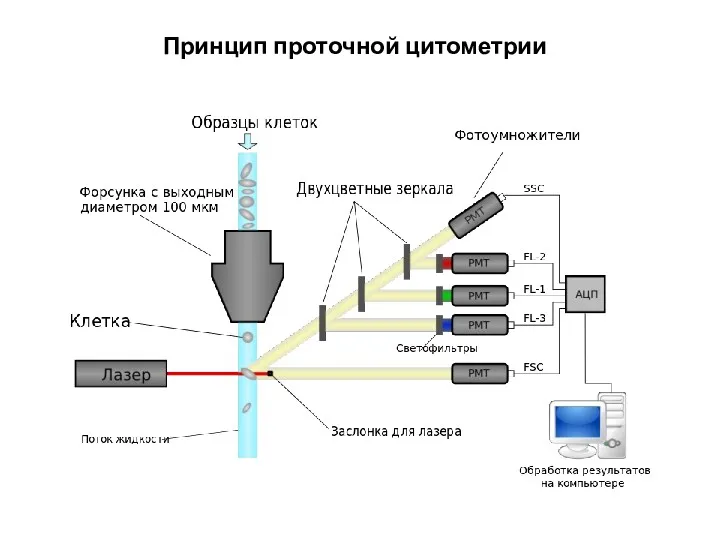 Принцип проточной цитометрии