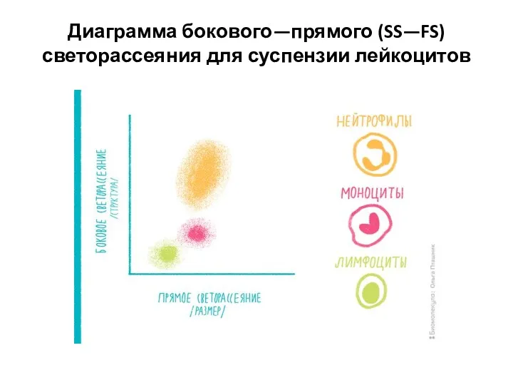 Диаграмма бокового—прямого (SS—FS) светорассеяния для суспензии лейкоцитов