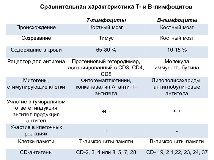 Сравнительная характеристика Т- и В-лимфоцитов