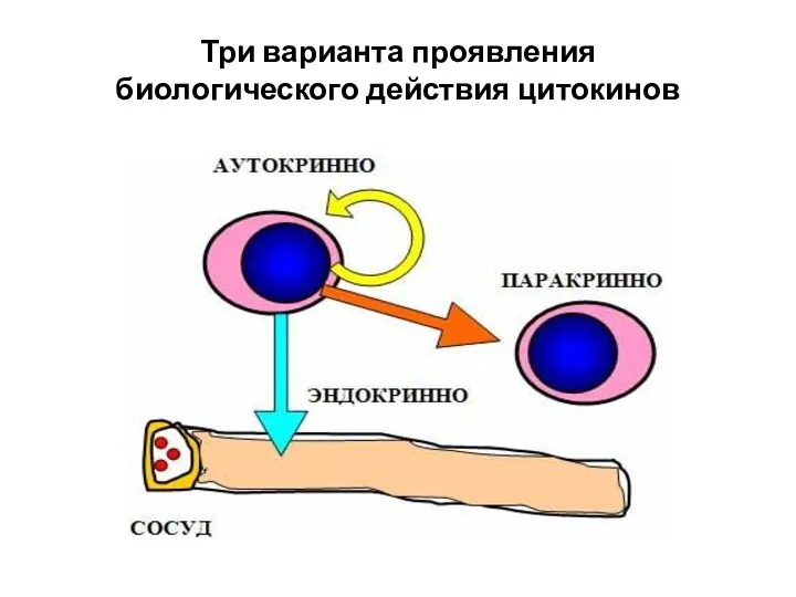 Три варианта проявления биологического действия цитокинов