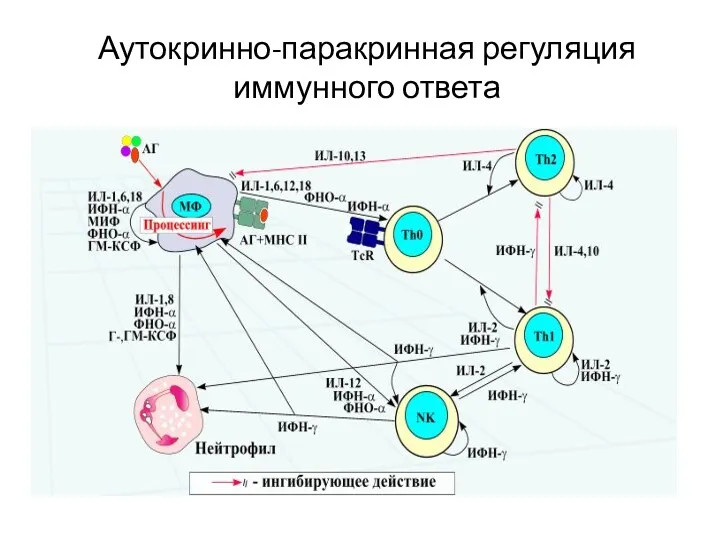 Аутокринно-паракринная регуляция иммунного ответа