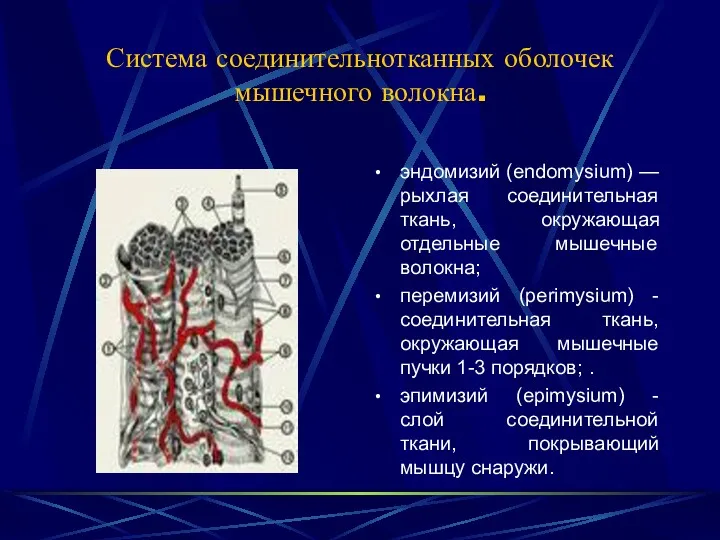 Система соединительнотканных оболочек мышечного волокна. эндомизий (endomysium) — рыхлая соединительная