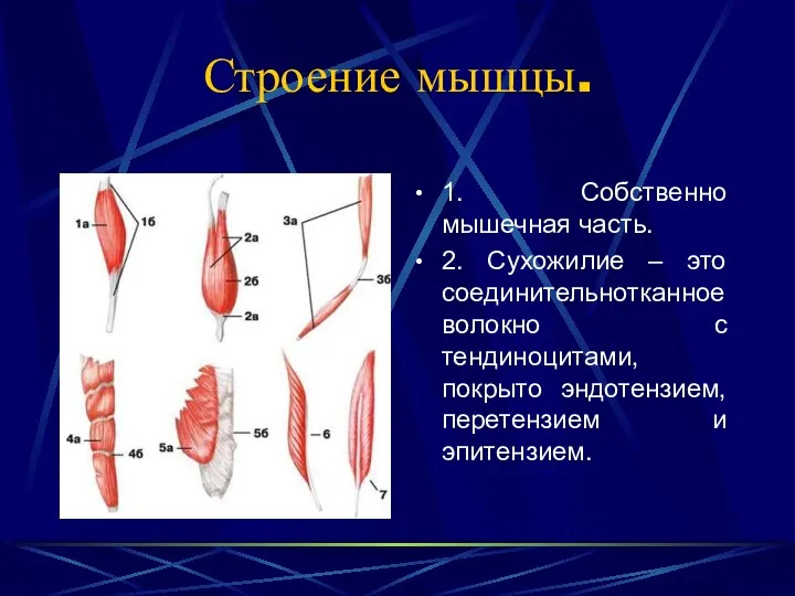 Строение мышцы. 1. Собственно мышечная часть. 2. Сухожилие – это