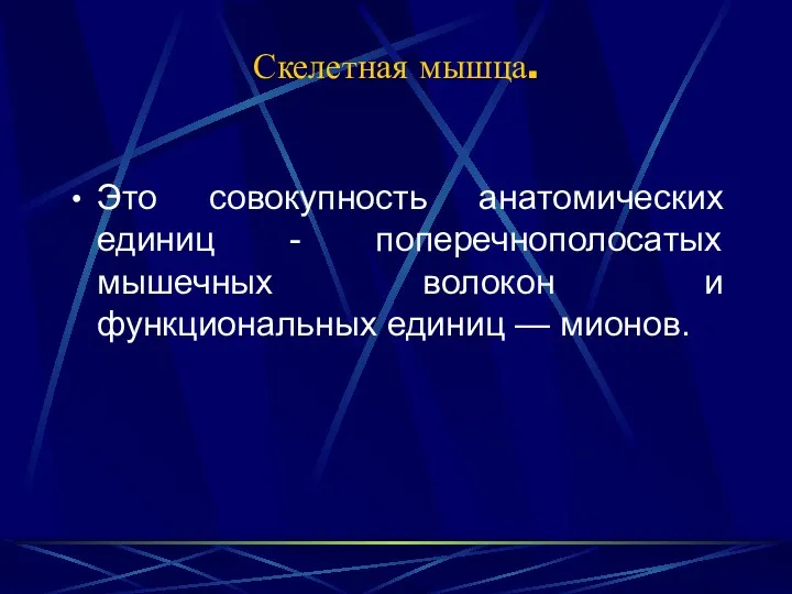 Скелетная мышца. Это совокупность анатомических единиц - поперечнополосатых мышечных волокон и функциональных единиц — мионов.