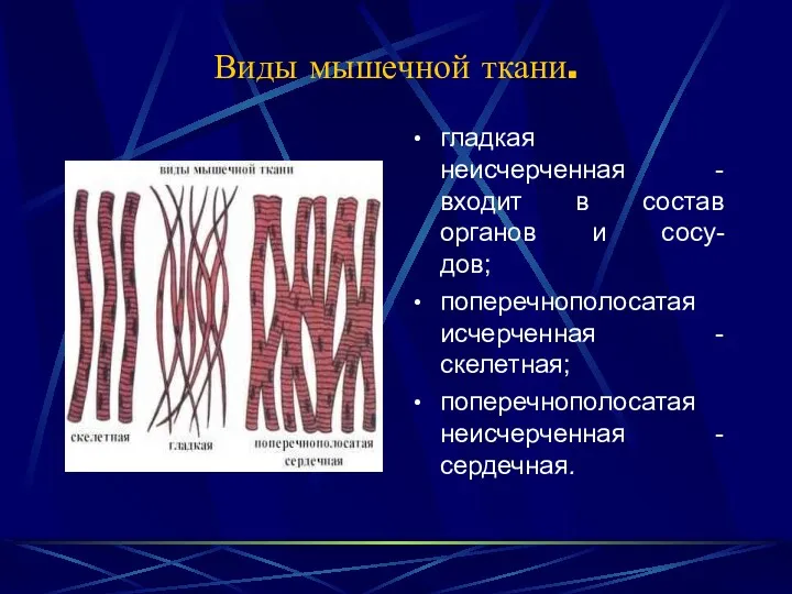 Виды мышечной ткани. гладкая неисчерченная - входит в состав органов