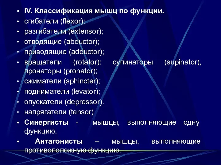 IV. Классификация мышц по функции. сгибатели (flexor); разгибатели (extensor); отводящие