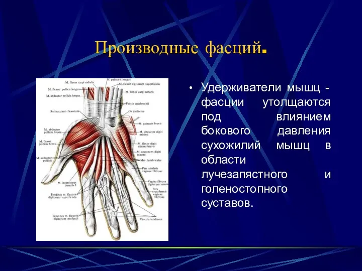 Производные фасций. Удерживатели мышц - фасции утолщаются под влиянием бокового