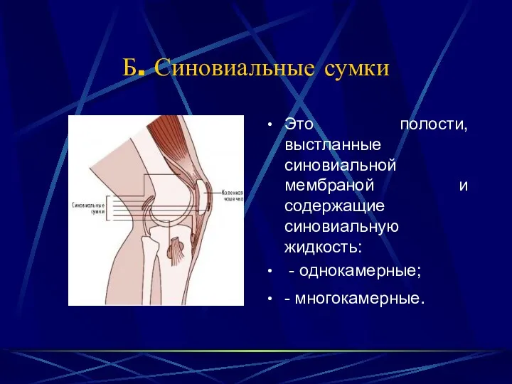 Б. Синовиальные сумки Это полости, выстланные синовиальной мембраной и содержащие синовиальную жидкость: - однокамерные; - многокамерные.