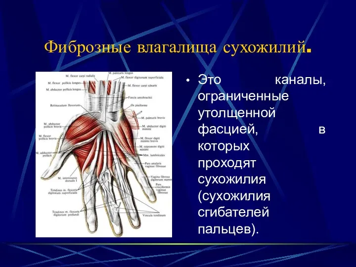 Фиброзные влагалища сухожилий. Это каналы, ограниченные утолщенной фасцией, в которых проходят сухожилия (сухожилия сгибателей пальцев).