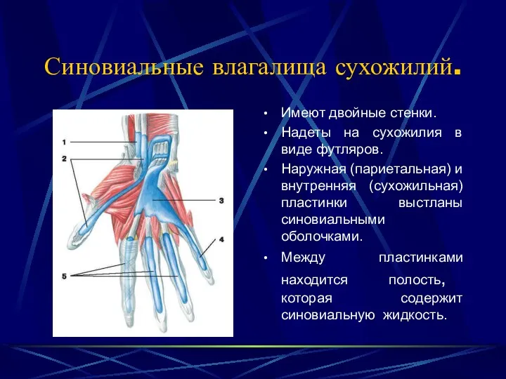 Синовиальные влагалища сухожилий. Имеют двойные стенки. Надеты на сухожилия в