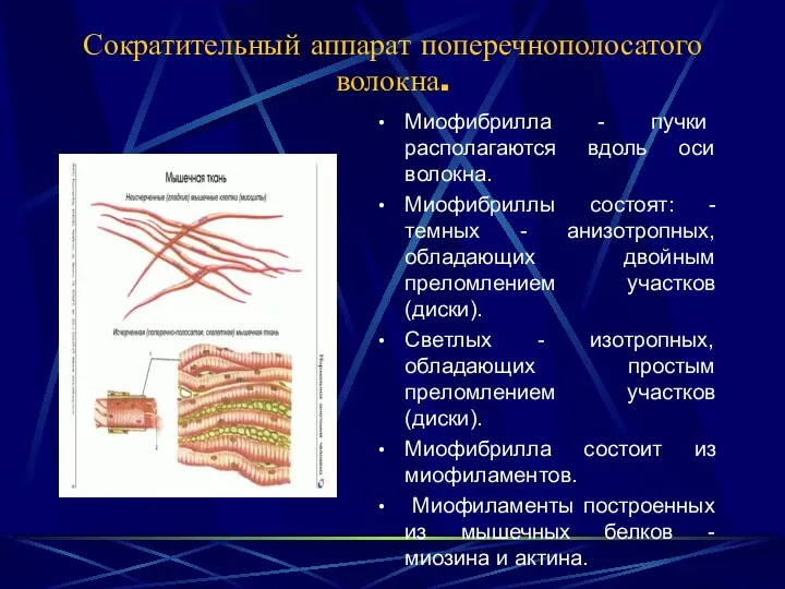 Сократительный аппарат поперечнополосатого волокна. Миофибрилла - пучки располагаются вдоль оси