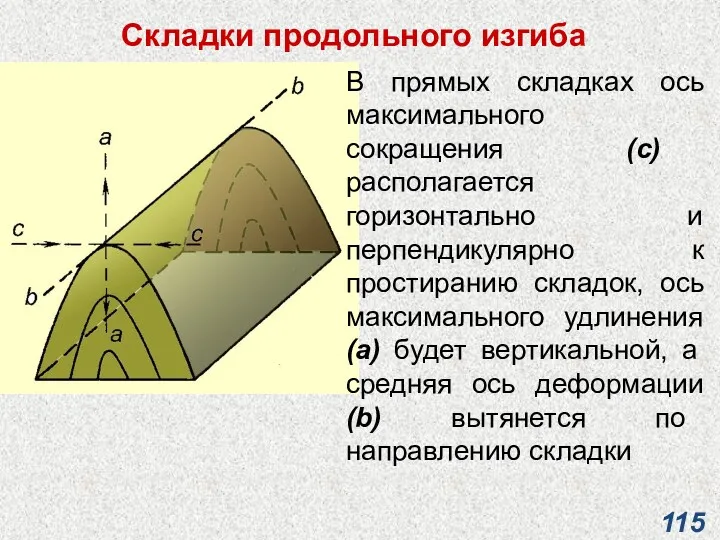 Складки продольного изгиба В прямых складках ось максимального сокращения (с)