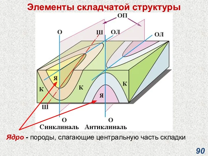 Элементы складчатой структуры Ядро - породы, слагающие центральную часть складки