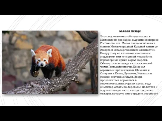 МАЛАЯ ПАНДА Этот вид животных обитает только в Московском зоопарке,