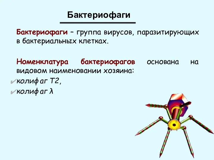 Бактериофаги Бактериофаги – группа вирусов, паразитирующих в бактериальных клетках. Номенклатура