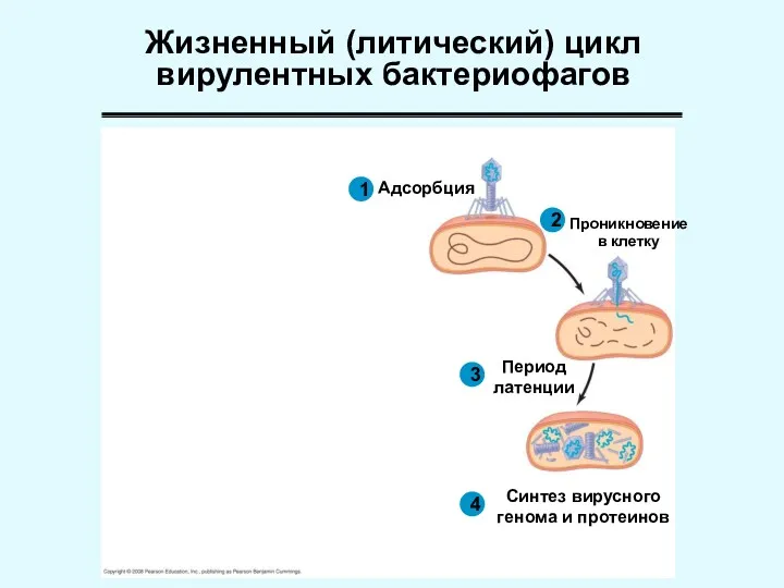 Жизненный (литический) цикл вирулентных бактериофагов Проникновение в клетку 1 Адсорбция