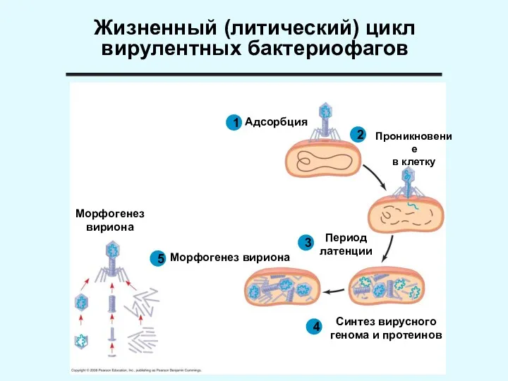 Жизненный (литический) цикл вирулентных бактериофагов Проникновение в клетку 1 Адсорбция