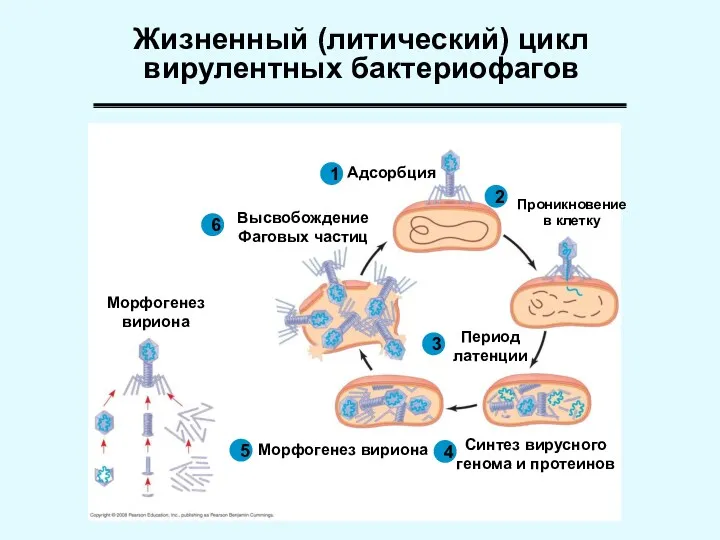 Жизненный (литический) цикл вирулентных бактериофагов Проникновение в клетку 1 Адсорбция