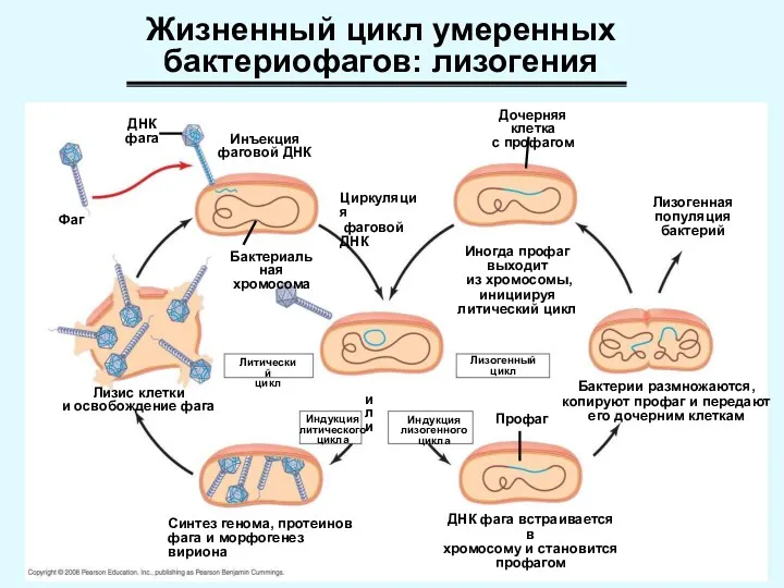 ДНК фага Фаг Инъекция фаговой ДНК Бактериальная хромосома Циркуляция фаговой