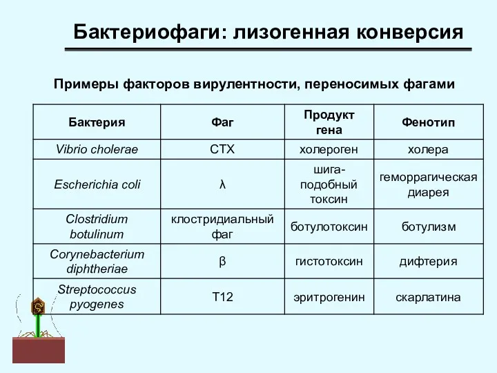 Бактериофаги: лизогенная конверсия Примеры факторов вирулентности, переносимых фагами