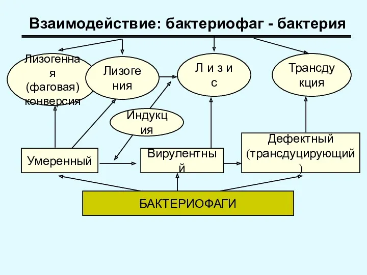 Лизогенная (фаговая) конверсия Трансдукция Л и з и с Лизогения