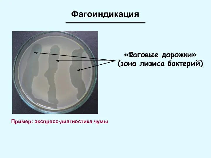Фагоиндикация Пример: экспресс-диагностика чумы «Фаговые дорожки» (зона лизиса бактерий)