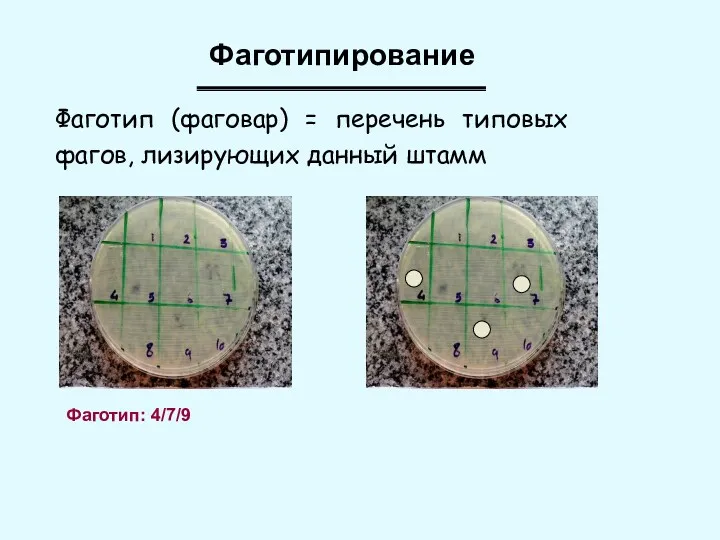 Фаготипирование Фаготип (фаговар) = перечень типовых фагов, лизирующих данный штамм Фаготип: 4/7/9