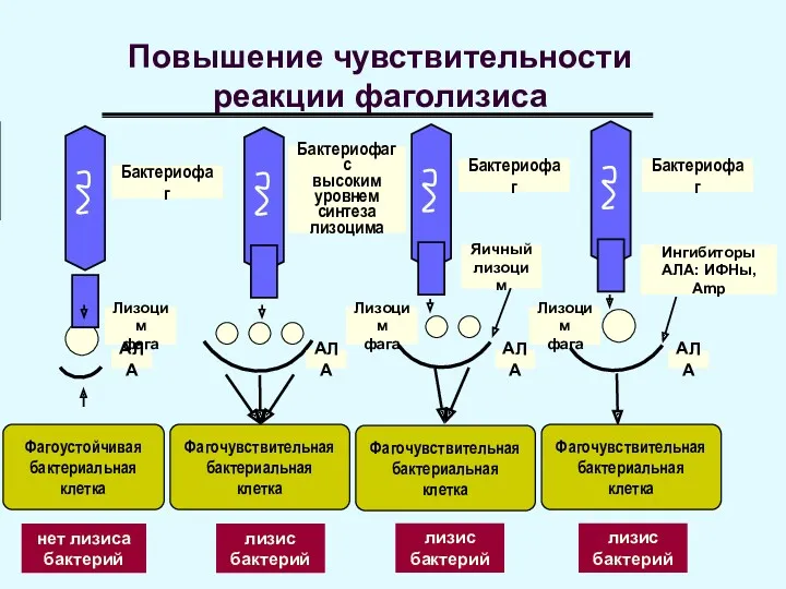 Бактериофаг Бактериофаг с высоким уровнем синтеза лизоцима Бактериофаг Бактериофаг нет