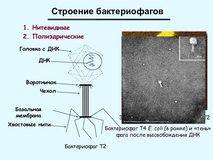 Строение бактериофагов 1. Нитевидные 2. Полиэдрические Головка с ДНК Воротничок