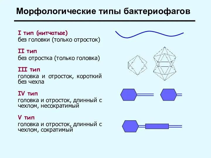 Морфологические типы бактериофагов I тип (нитчатые) без головки (только отросток)