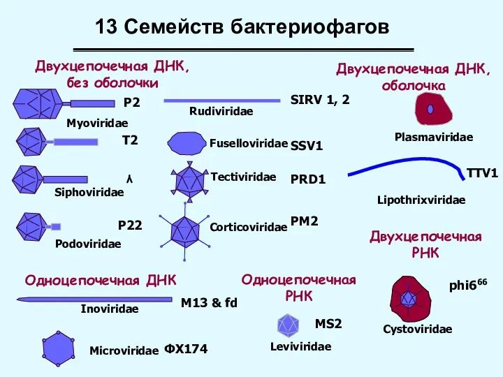 Myoviridae Siphoviridae Podoviridae P2 T2 λ P22 Tectiviridae PRD1 Corticoviridae