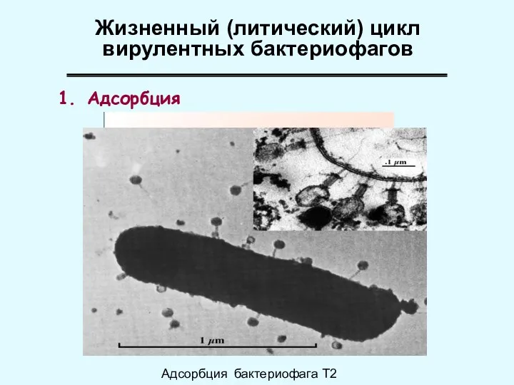 Адсорбция Жизненный (литический) цикл вирулентных бактериофагов