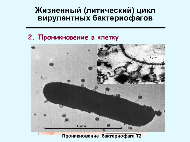 2. Проникновение в клетку Жизненный (литический) цикл вирулентных бактериофагов