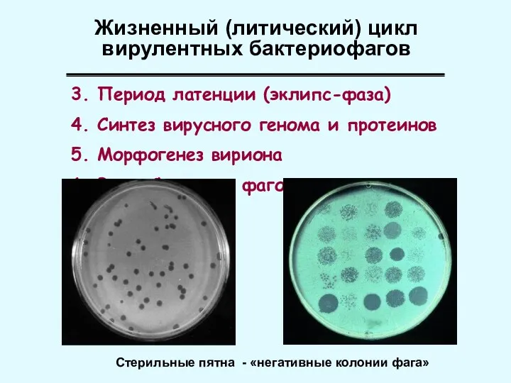 3. Период латенции (эклипс-фаза) 4. Синтез вирусного генома и протеинов