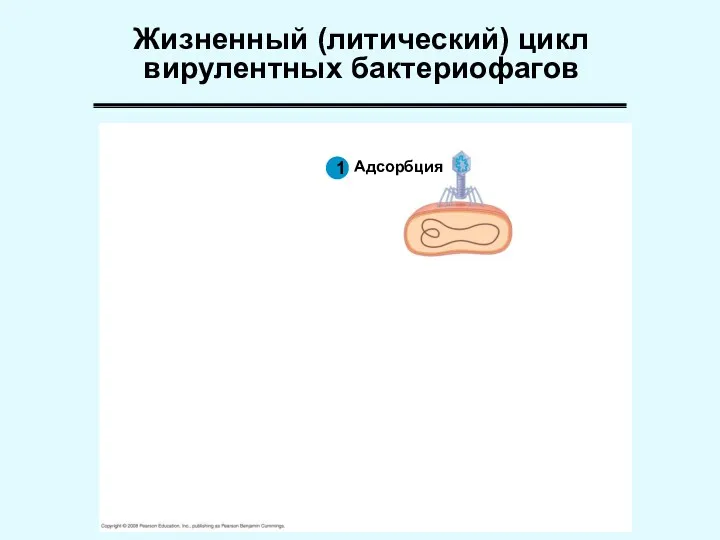 1 Жизненный (литический) цикл вирулентных бактериофагов 1 Адсорбция