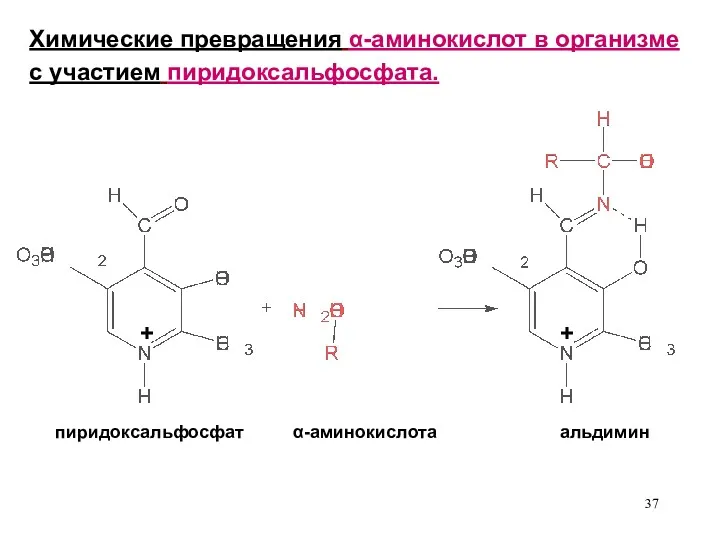 Химические превращения α-аминокислот в организме с участием пиридоксальфосфата. пиридоксальфосфат α-аминокислота альдимин + +